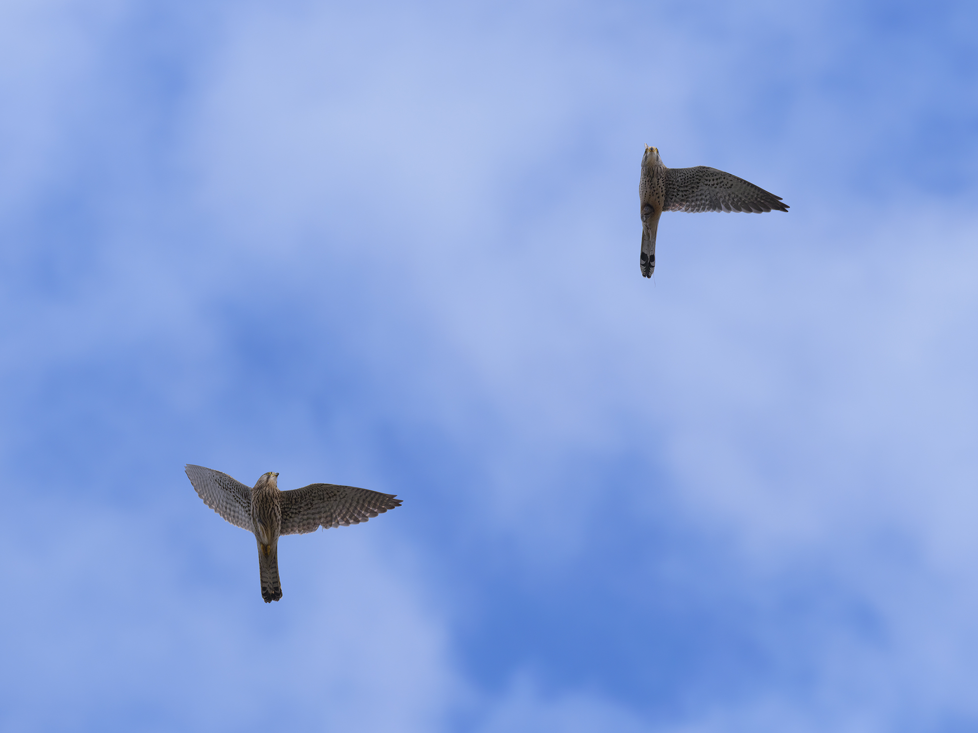 Das einflügelige ...